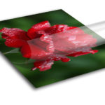 Adhesive Vinyl_2